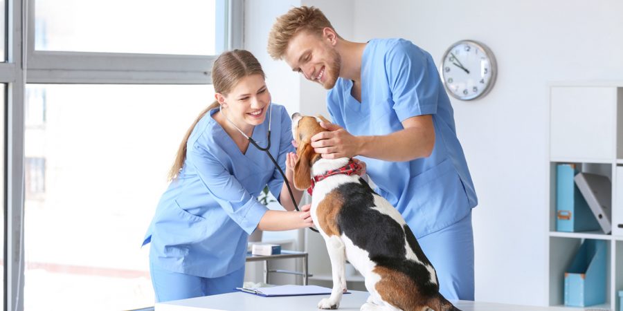 Veterinary Assistants with a puppy